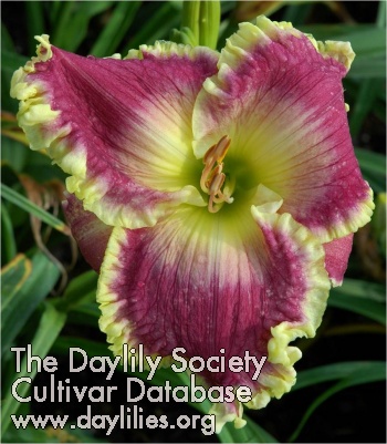 Daylily Arabian Veil